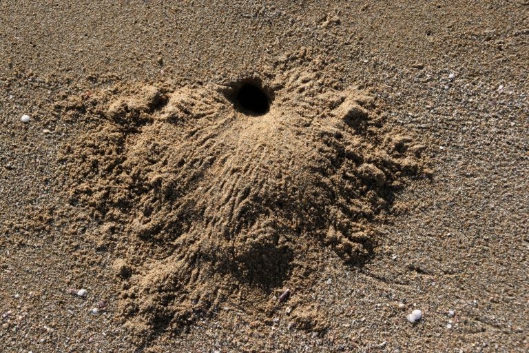 IMG_1429.jpg - These crab holes are all over the beach.  Many opportunites for golfers.